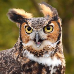 FUNNY GREAT HORNED OWL